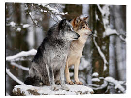 Tableau en aluminium Male and Female Lead Wolf (Canis lupus lycaon)