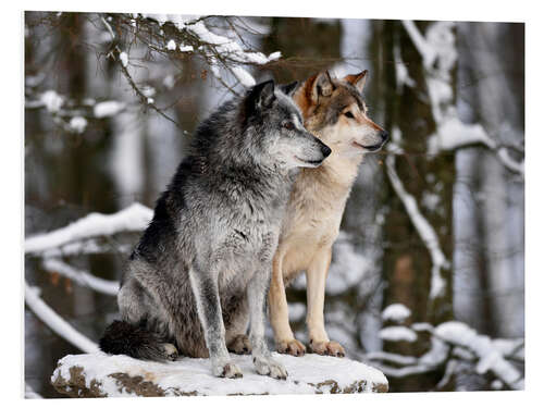 Stampa su PVC Male and Female Lead Wolf (Canis lupus lycaon)