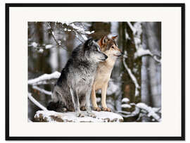 Gerahmter Kunstdruck Männlicher und weiblicher Leitwolf (Canis lupus lycaon)