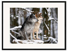 Plakat artystyczny premium w ramie Male and Female Lead Wolf (Canis lupus lycaon)