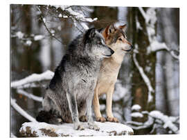 Gallery print Male and Female Lead Wolf (Canis lupus lycaon)