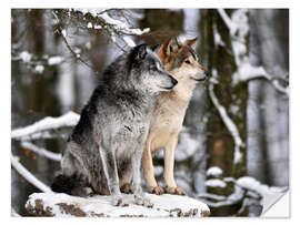 Naklejka na ścianę Male and Female Lead Wolf (Canis lupus lycaon)