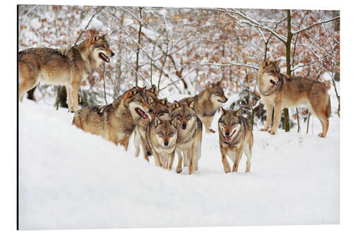 Aluminium print Wolves in the Snow