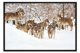 Gerahmter Kunstdruck Wölfe im Schnee
