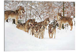 Gallery print Wolves in the Snow