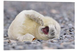 Acrylic print Young Grey Seal (Halichoerus grypus), Helgoland, Germany