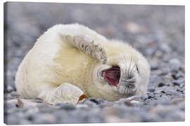 Canvas print Young Grey Seal (Halichoerus grypus), Helgoland, Germany