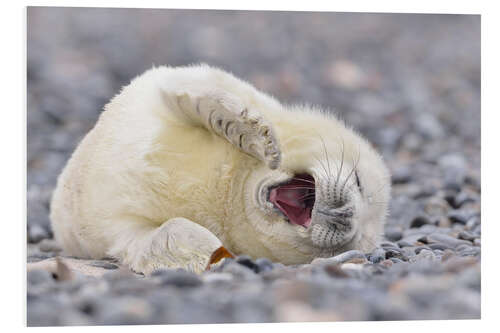 Foam board print Young Grey Seal (Halichoerus grypus), Helgoland, Germany