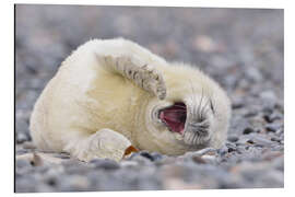 Magnettafel Junge Kegelrobbe (Halichoerus grypus), Helgoland, Deutschland