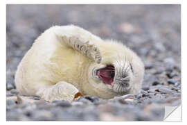 Sticker mural Young Grey Seal (Halichoerus grypus), Helgoland, Germany