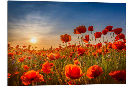 Gallery print Poppy Field at Sunset I