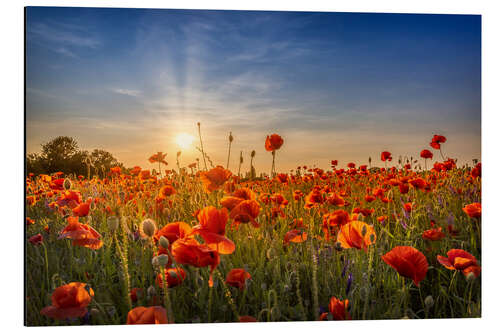 Aluminium print Poppy Field at Sunset II