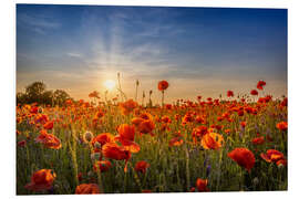 Stampa su PVC Poppy Field at Sunset II