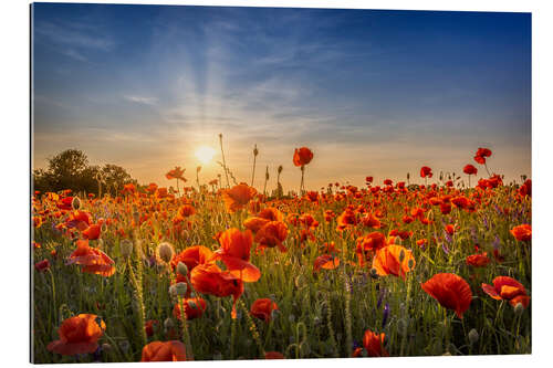 Gallery print Poppy Field at Sunset II