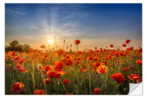 Selvklebende plakat Poppy Field at Sunset II