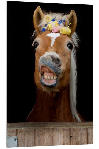 Aluminium print Fancy Haflinger Mare With Curlers