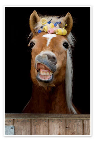 Poster Fancy Haflinger Mare With Curlers