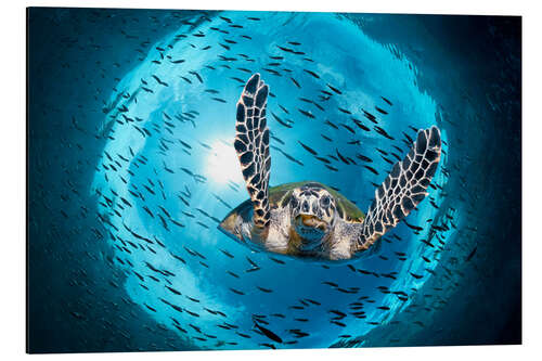 Alubild Grüne Meeresschildkröte (Chelonia mydas) im Great Barrier Reef