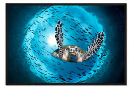 Gerahmter Kunstdruck Grüne Meeresschildkröte (Chelonia mydas) im Great Barrier Reef