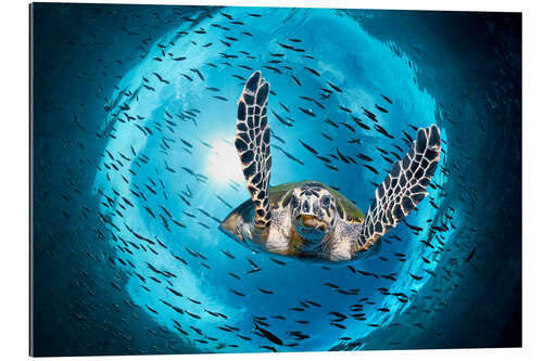 Gallery print Green Sea Turtle (Chelonia mydas) in the Great Barrier Reef