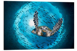 Magnettafel Grüne Meeresschildkröte (Chelonia mydas) im Great Barrier Reef