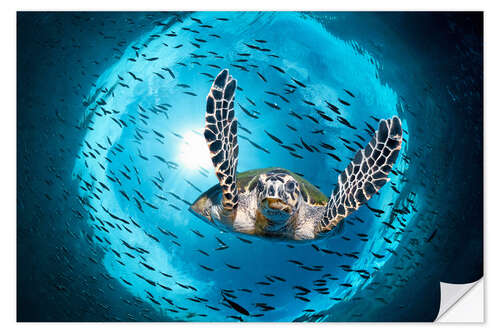 Självhäftande poster Green Sea Turtle (Chelonia mydas) in the Great Barrier Reef