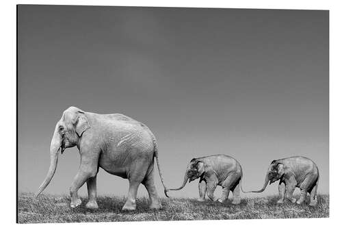 Cuadro de aluminio Asian female elephant (Elephas maximus) with calves