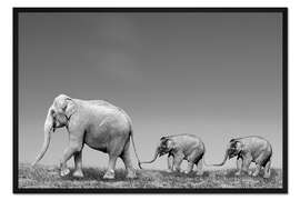 Gerahmter Kunstdruck Asiatische Elefantenkuh (Elephas maximus) mit Kälbern