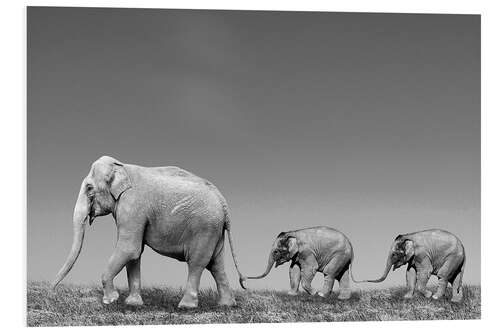 Foam board print Asian female elephant (Elephas maximus) with calves