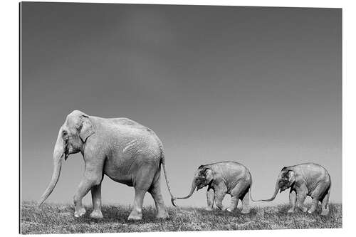 Tableau en plexi-alu Asian female elephant (Elephas maximus) with calves