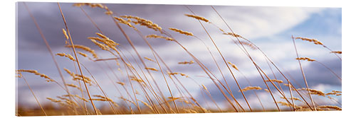 Tableau en verre acrylique Ears of Wheat in the Wind