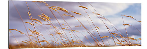 Alubild Weizenähren im Wind