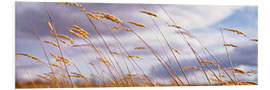 Foam board print Ears of Wheat in the Wind