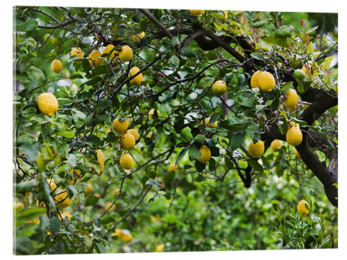 Cuadro de metacrilato Lemon Tree in Naples, Italy