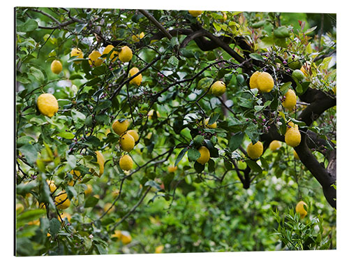 Tableau en aluminium Lemon Tree in Naples, Italy