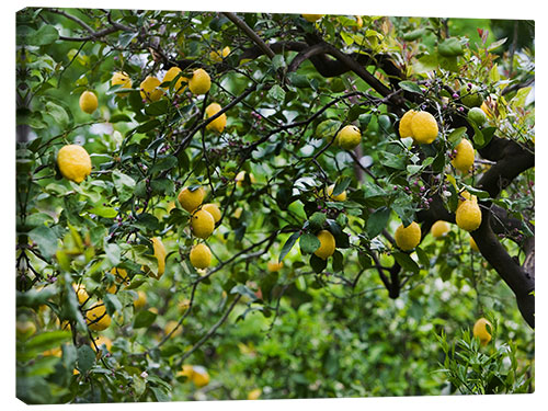 Canvastavla Lemon Tree in Naples, Italy