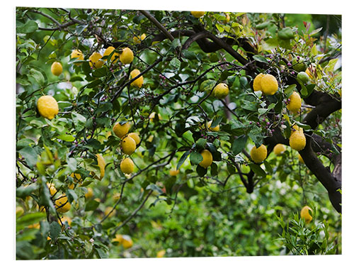 Print på skumplade Lemon Tree in Naples, Italy