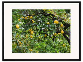Gerahmter Kunstdruck Zitronenbaum in Neapel, Italien