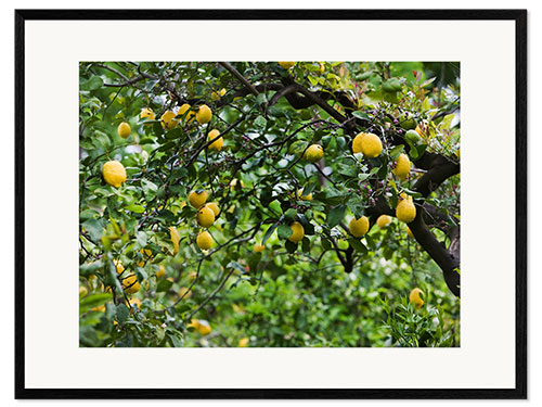 Framed art print Lemon Tree in Naples, Italy