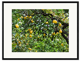 Impresión de arte enmarcada Lemon Tree in Naples, Italy