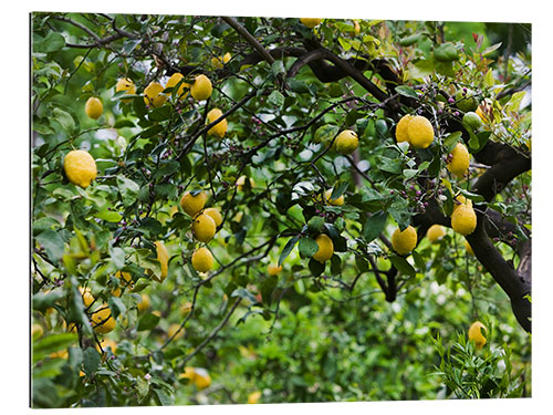 Galleritryk Lemon Tree in Naples, Italy