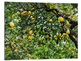 Gallery print Lemon Tree in Naples, Italy