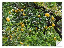 Sticker mural Lemon Tree in Naples, Italy