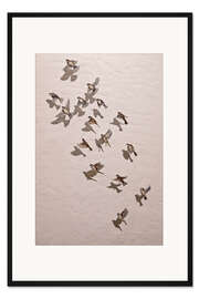 Gerahmter Kunstdruck Haussperlinge (Passer domesticus)
