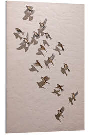 Magnettafel Haussperlinge (Passer domesticus)