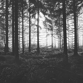 Magnettafel Wandern durch den Geisterwald
