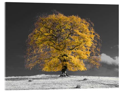 Acrylic print Yellow Tree on a Hill