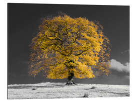 Gallery print Yellow Tree on a Hill