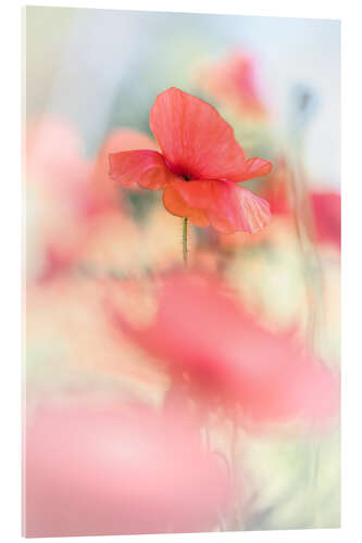 Acrylic print Poppies in Glorious Sunshine