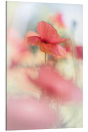 Stampa su alluminio  Poppies in Glorious Sunshine - Bob Daalder